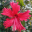 astroneering.pages.dev favicon